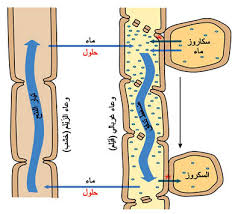 النبات الزهري by muatasem - Illustrated by معتصم الشرباتي - Ourboox.com