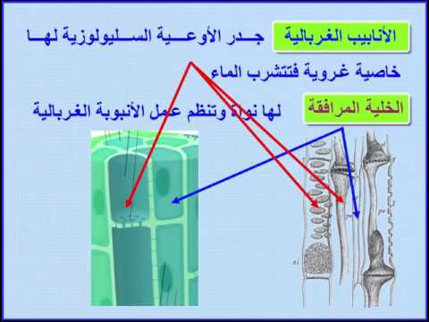 النبات الزهري by muatasem - Illustrated by معتصم الشرباتي - Ourboox.com