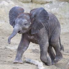 The little elephant by Bar Ben Avraham - Ourboox.com The little elephant by Bar Ben Avraham - Ourboox.com