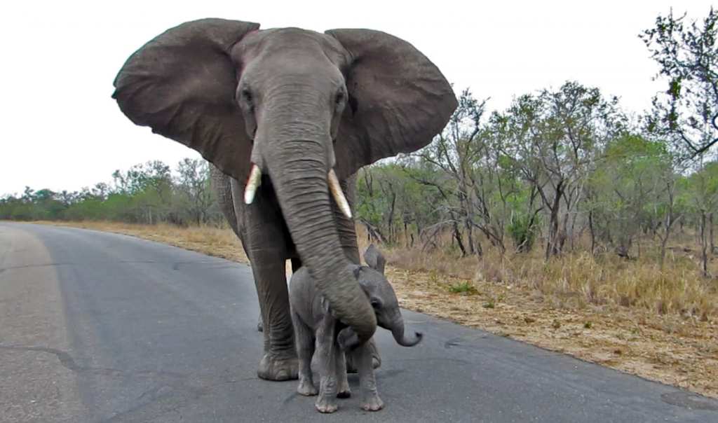 The little elephant by Bar Ben Avraham - Ourboox.com