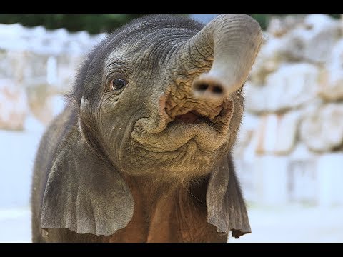 The little elephant by Bar Ben Avraham - Ourboox.com