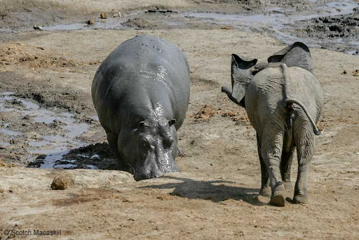 The little elephant by Bar Ben Avraham - Ourboox.com