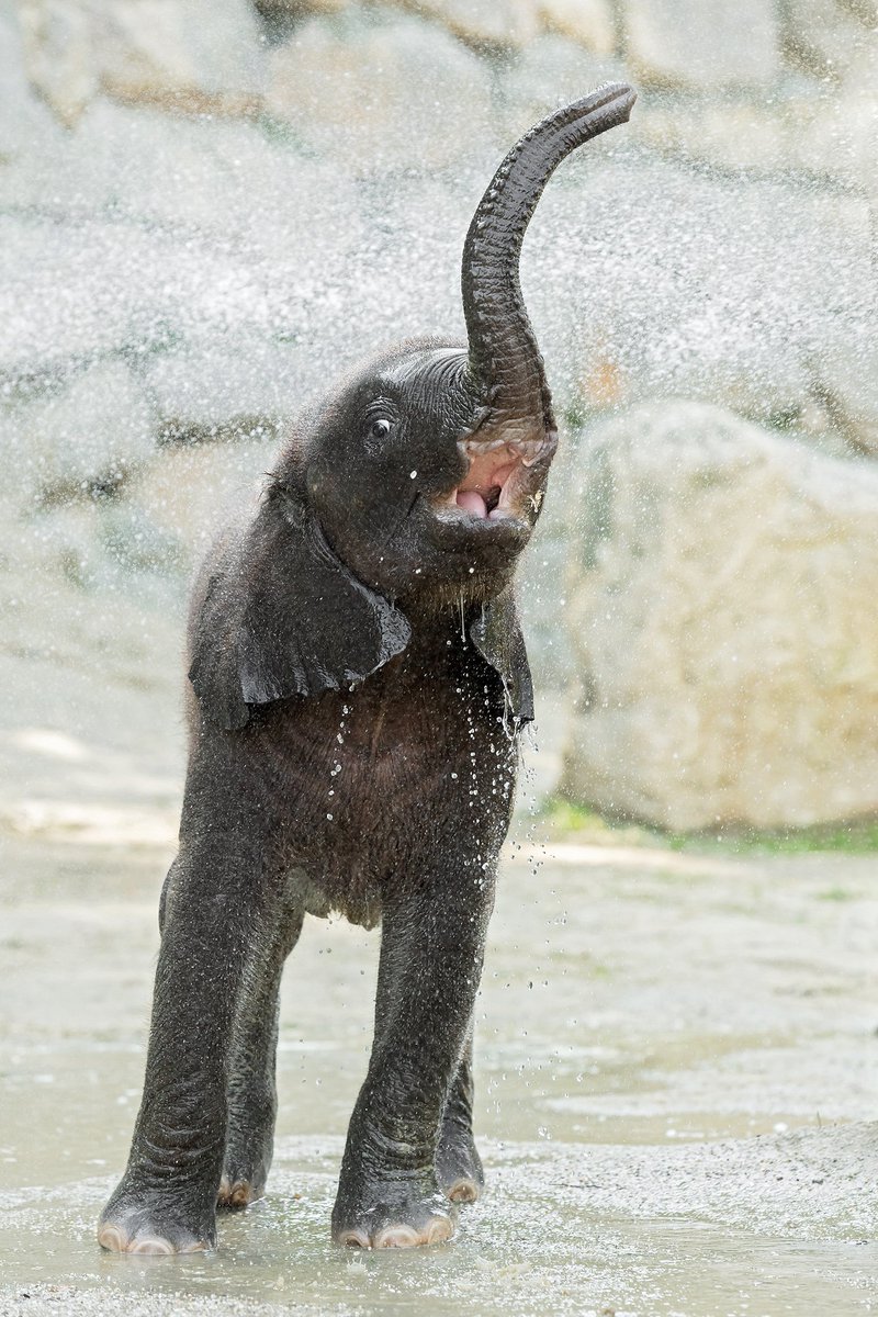 The little elephant by Bar Ben Avraham - Ourboox.com