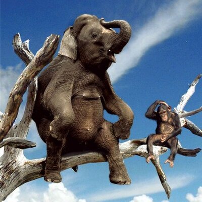 The little elephant by Bar Ben Avraham - Ourboox.com