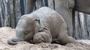 The little elephant by Bar Ben Avraham - Ourboox.com