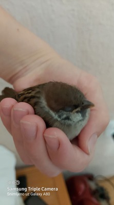 DAN VRABACA-Sparrows Day by Slavica Pokornic - Illustrated by Slavica Pokornic - Ourboox.com
