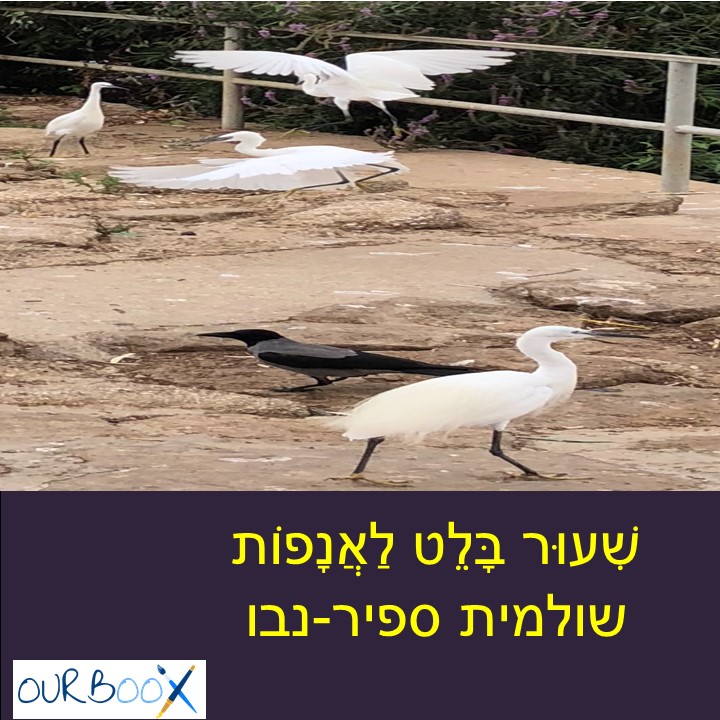שִׁעוּר בָּלֵט לַאֲנָפוֹת by Shuli Sapir-Nevo Photo and Motto - Illustrated by שולמית ספיר-נבו - Ourboox.com שִׁעוּר בָּלֵט לַאֲנָפוֹת by Shuli Sapir-Nevo Photo and Motto - Illustrated by שולמית ספיר-נבו - Ourboox.com
