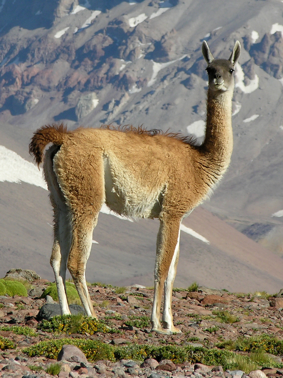 Amazing Argentina by Siobhan OToole - Ourboox.com