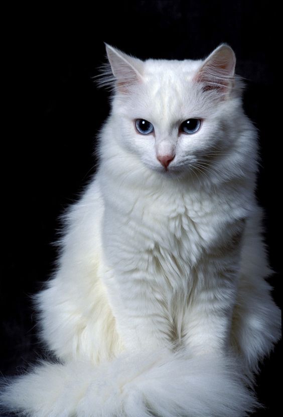 Les Chats by Magda Łatanik - Ourboox.com