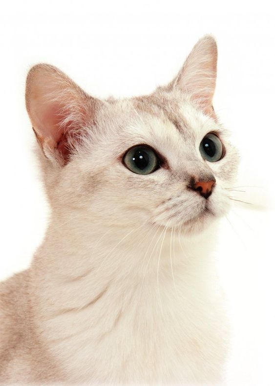 Les Chats by Magda Łatanik - Ourboox.com