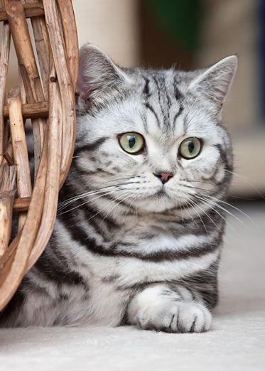 Les Chats by Magda Łatanik - Ourboox.com