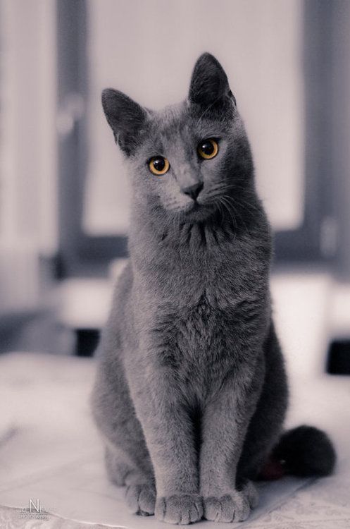 Les Chats by Magda Łatanik - Ourboox.com