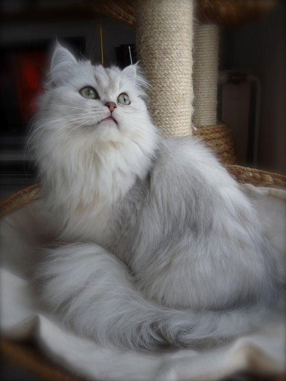 Les Chats by Magda Łatanik - Ourboox.com