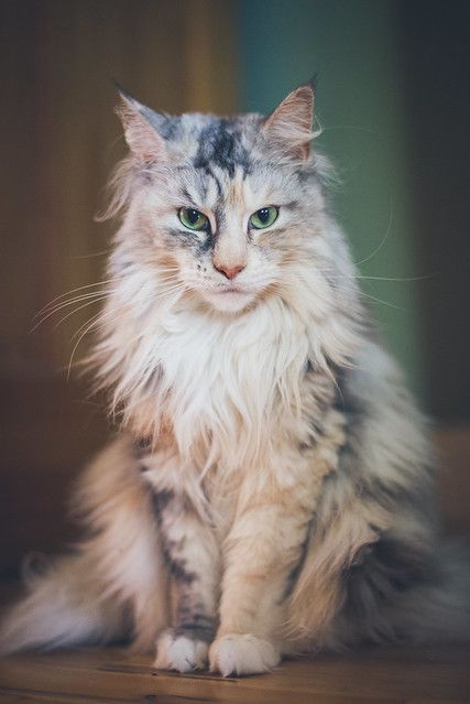Les Chats by Magda Łatanik - Ourboox.com