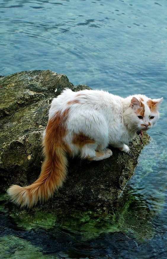 Les Chats by Magda Łatanik - Ourboox.com