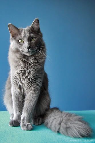 Les Chats by Magda Łatanik - Ourboox.com