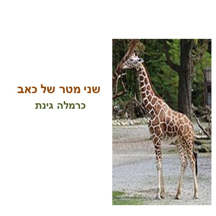שני מטר של כאב by כרמלה גינת - Ourboox.com שני מטר של כאב by כרמלה גינת - Ourboox.com