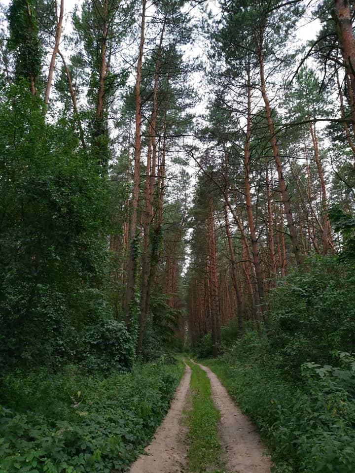 SUMMER MEMORIES * LETNIE WSPOMNIENIA * ЛІТНІ СПОГАДИ by Edward Zinnurow - Ourboox.com