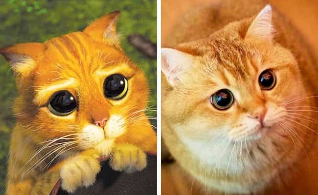 PUSS IN BOOTS by Filiz Kabak - Illustrated by Batuhan Ymn ( Student) - Ourboox.com
