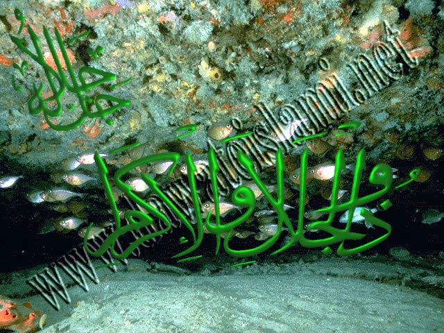 قصص الجيوان في القران by rami mouhmmad qattawi - Ourboox.com قصص الجيوان في القران by rami mouhmmad qattawi - Ourboox.com