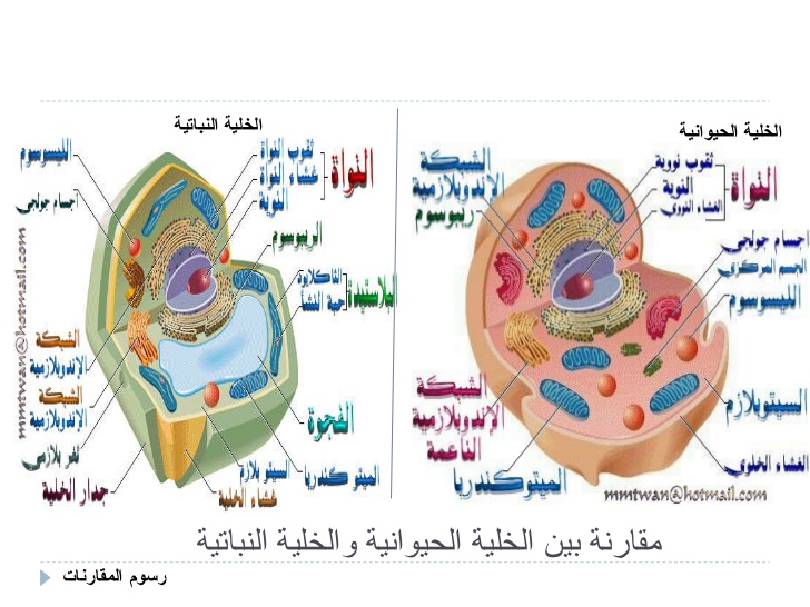 بناء الزلال في الخلية by malak - Ourboox.com بناء الزلال في الخلية by malak - Ourboox.com
