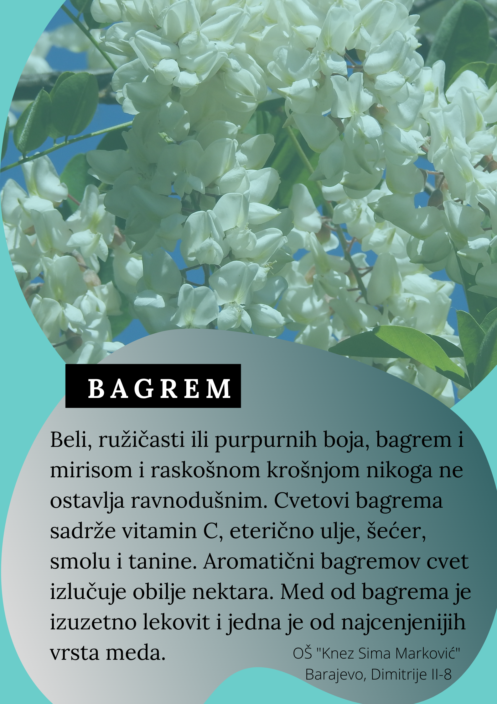 Abeceda biljaka by Biljana Popović - Ourboox.com