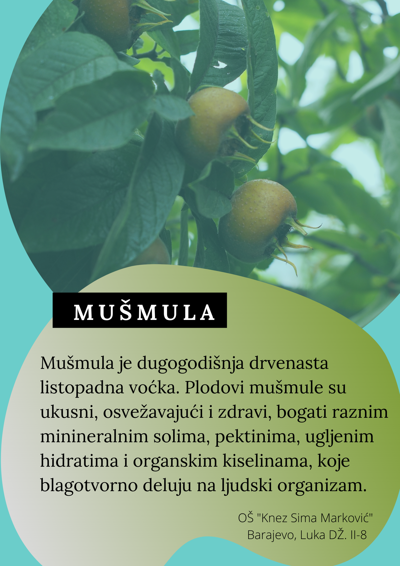 Abeceda biljaka by Biljana Popović - Ourboox.com