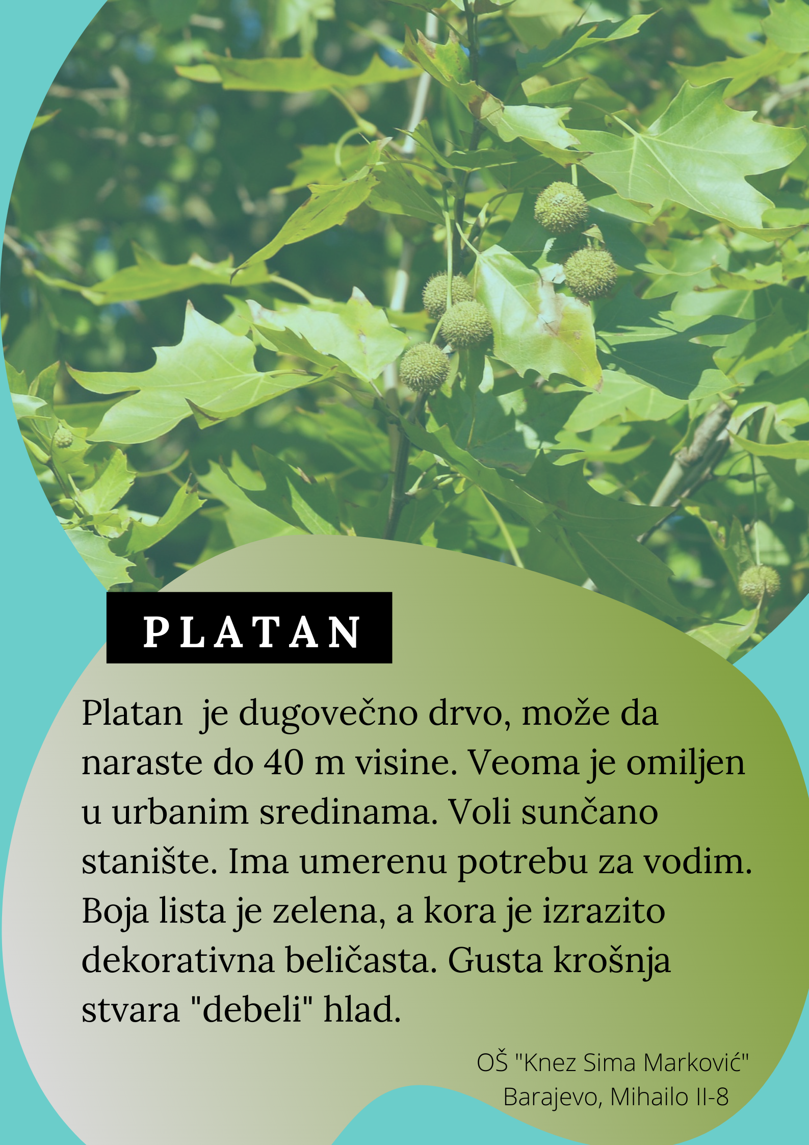 Abeceda biljaka by Biljana Popović - Ourboox.com