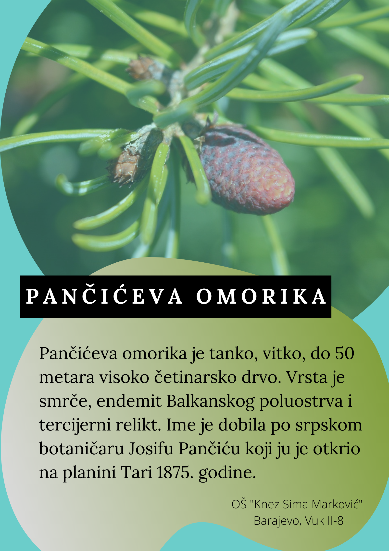 Abeceda biljaka by Biljana Popović - Ourboox.com