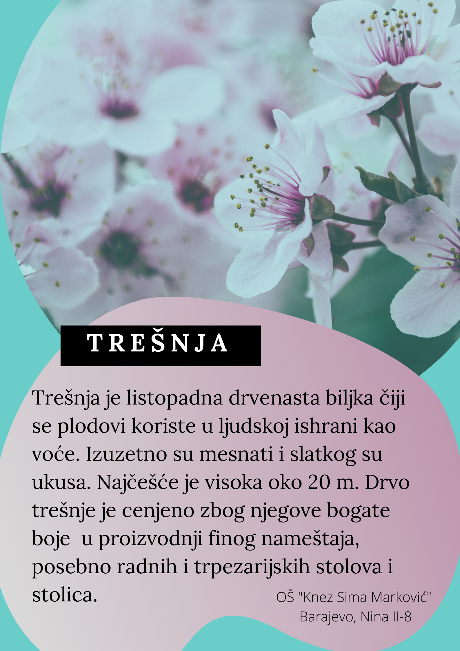 Abeceda biljaka by Biljana Popović - Ourboox.com