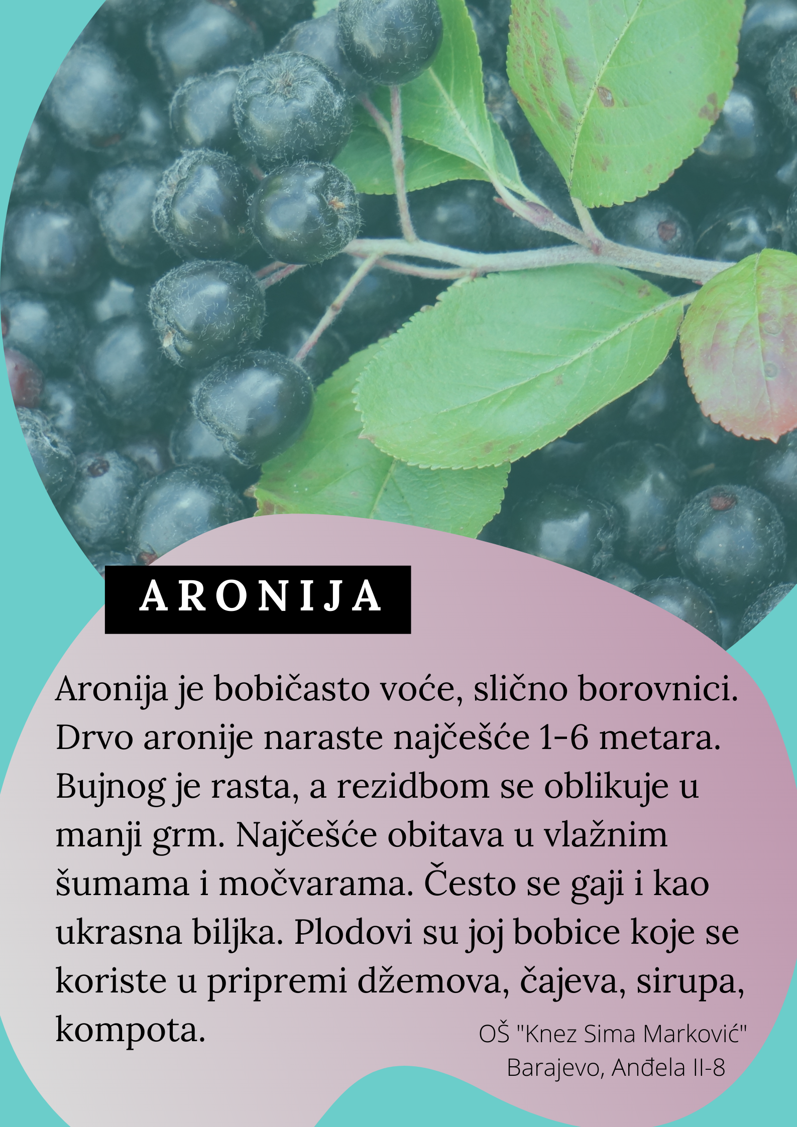 Abeceda biljaka by Biljana Popović - Ourboox.com