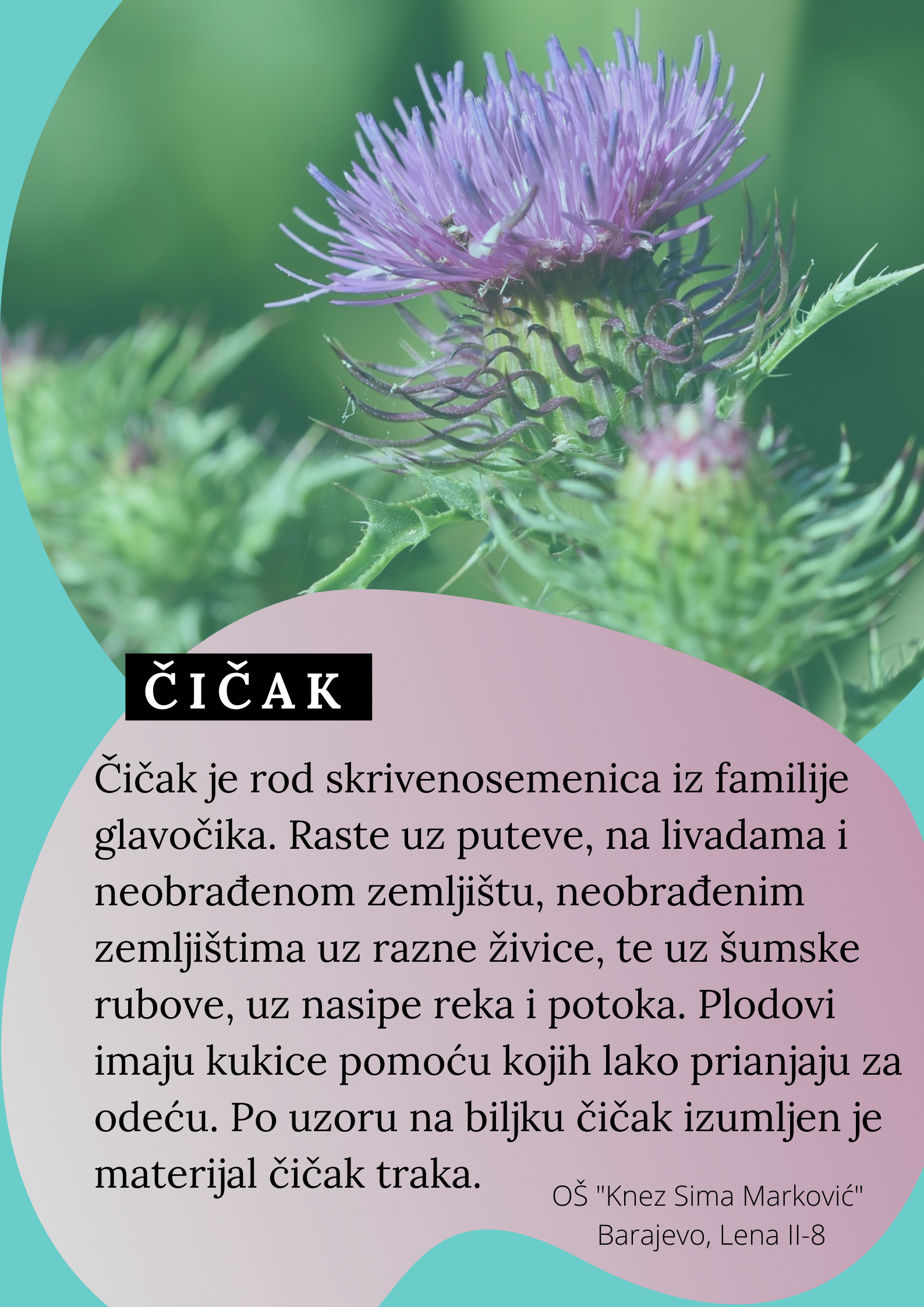 Abeceda biljaka by Biljana Popović - Ourboox.com