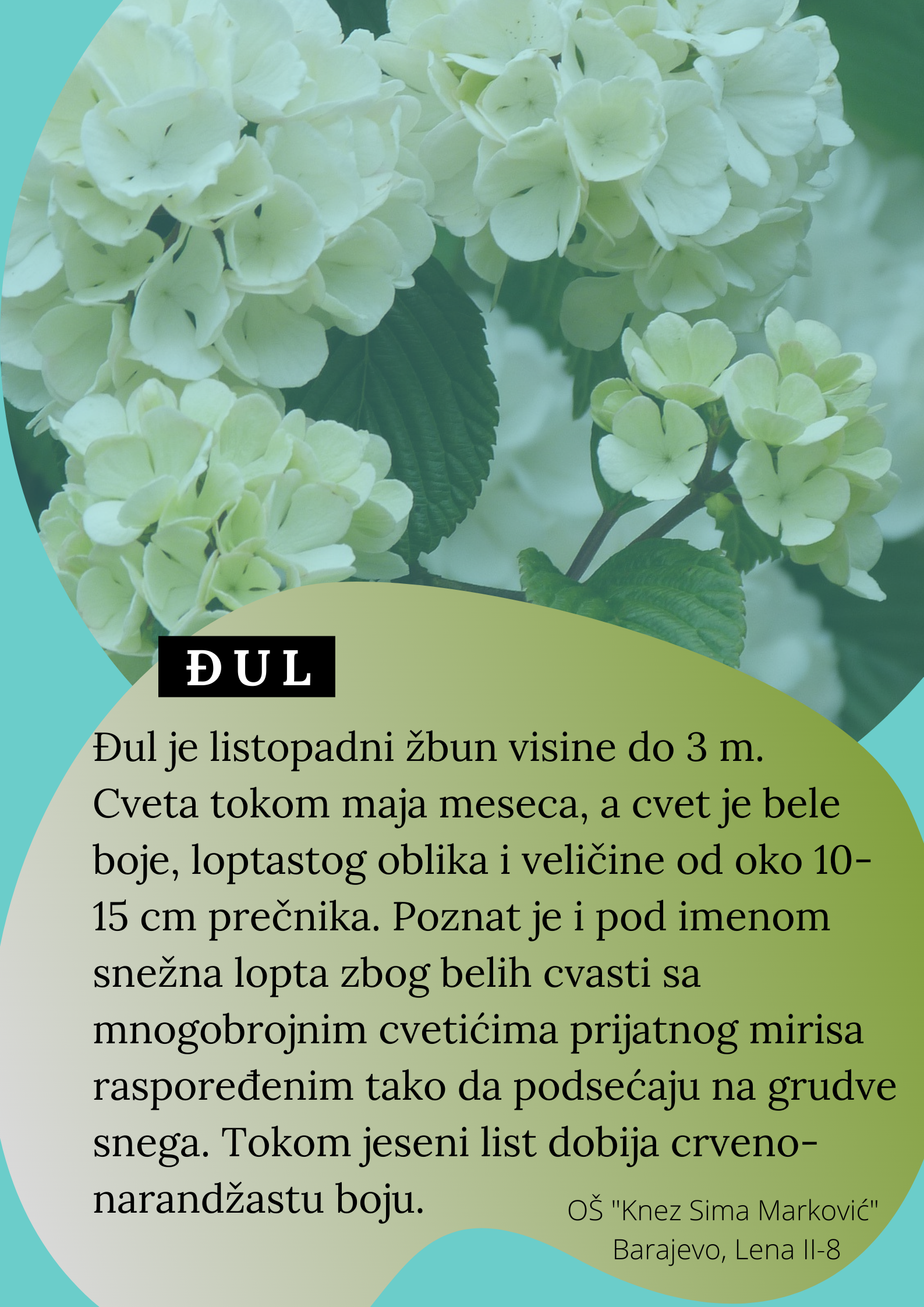 Abeceda biljaka by Biljana Popović - Ourboox.com