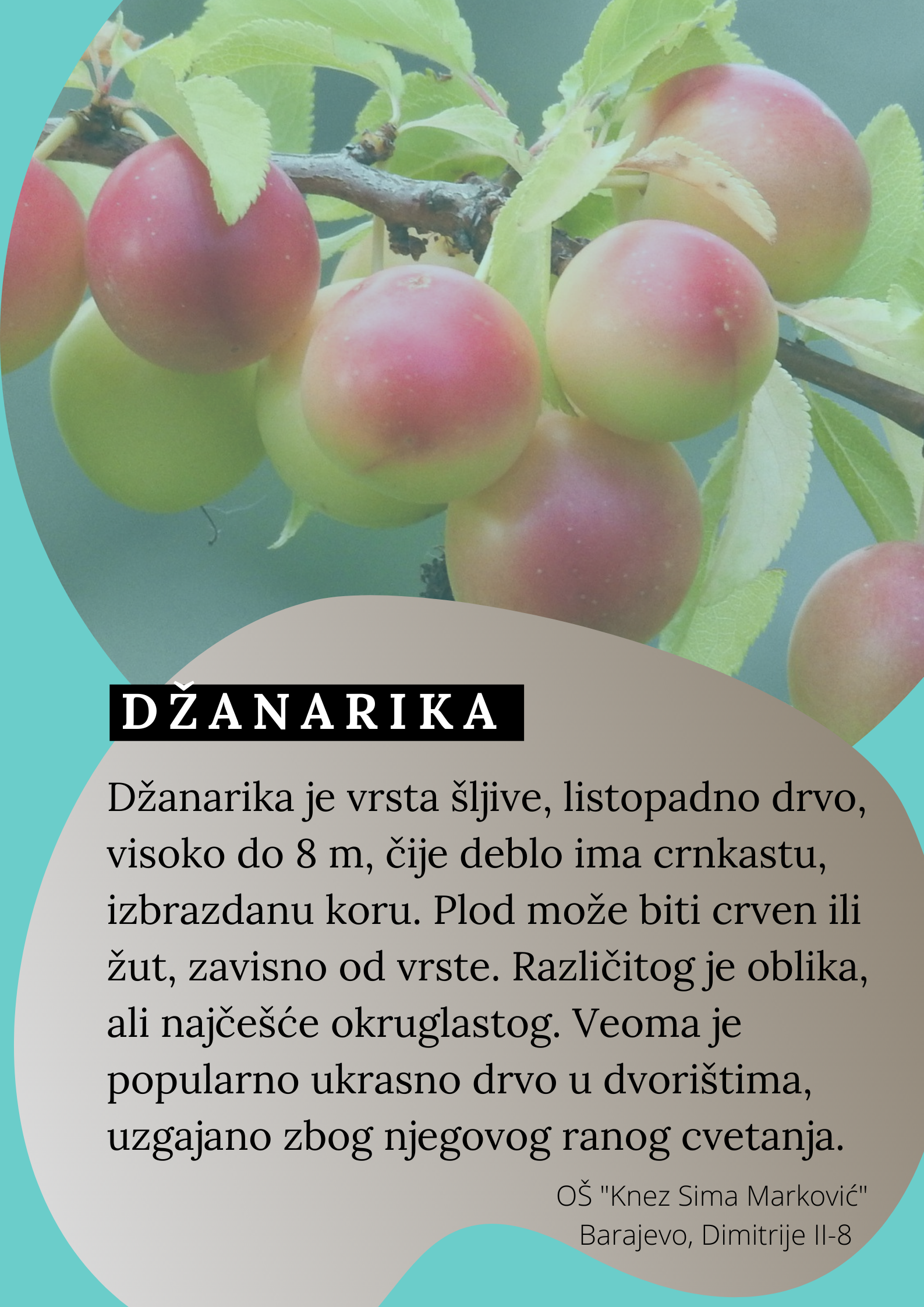 Abeceda biljaka by Biljana Popović - Ourboox.com