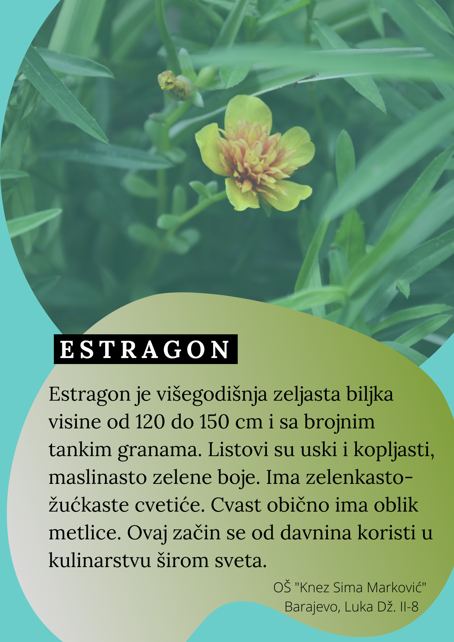 Abeceda biljaka by Biljana Popović - Ourboox.com