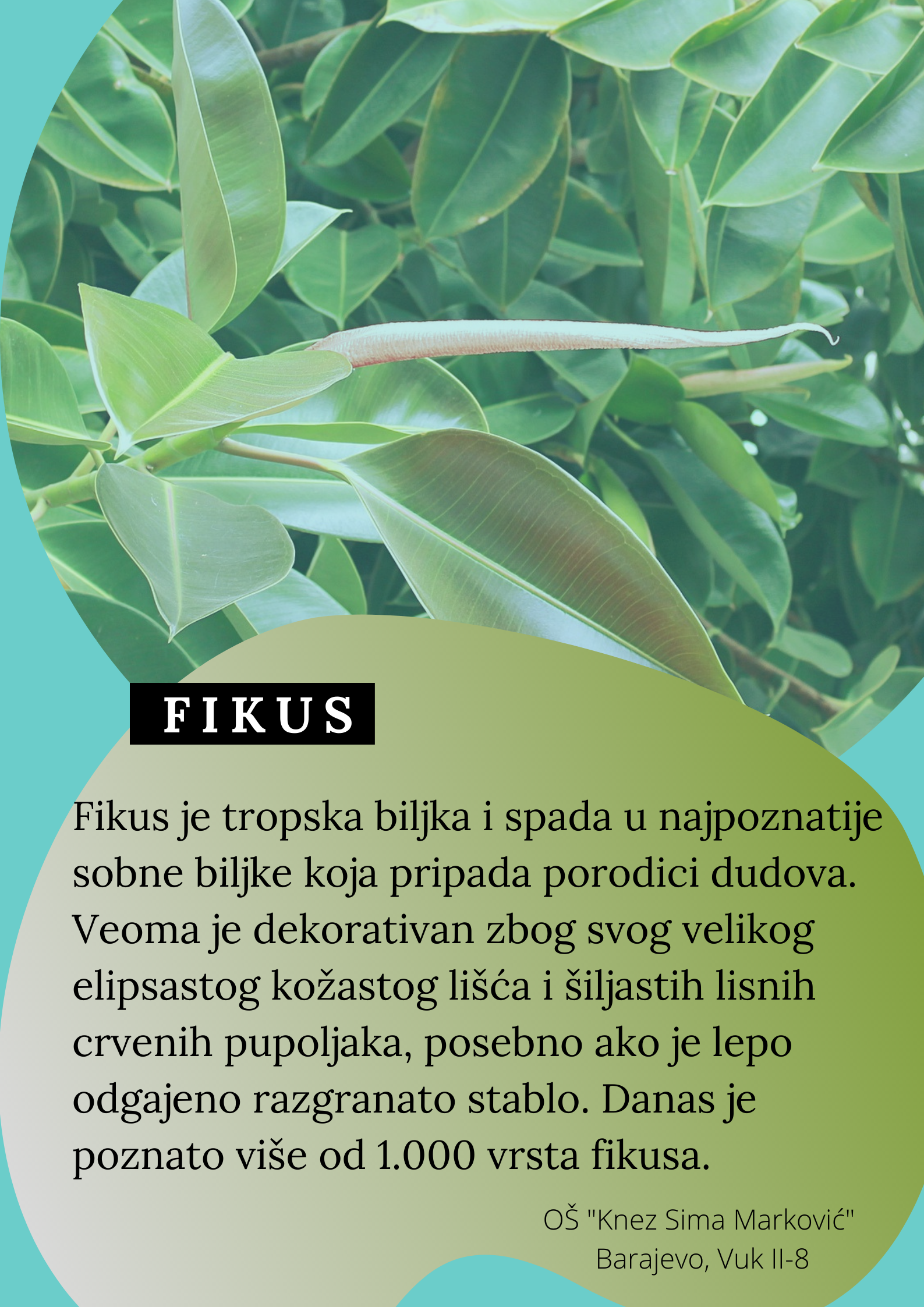 Abeceda biljaka by Biljana Popović - Ourboox.com