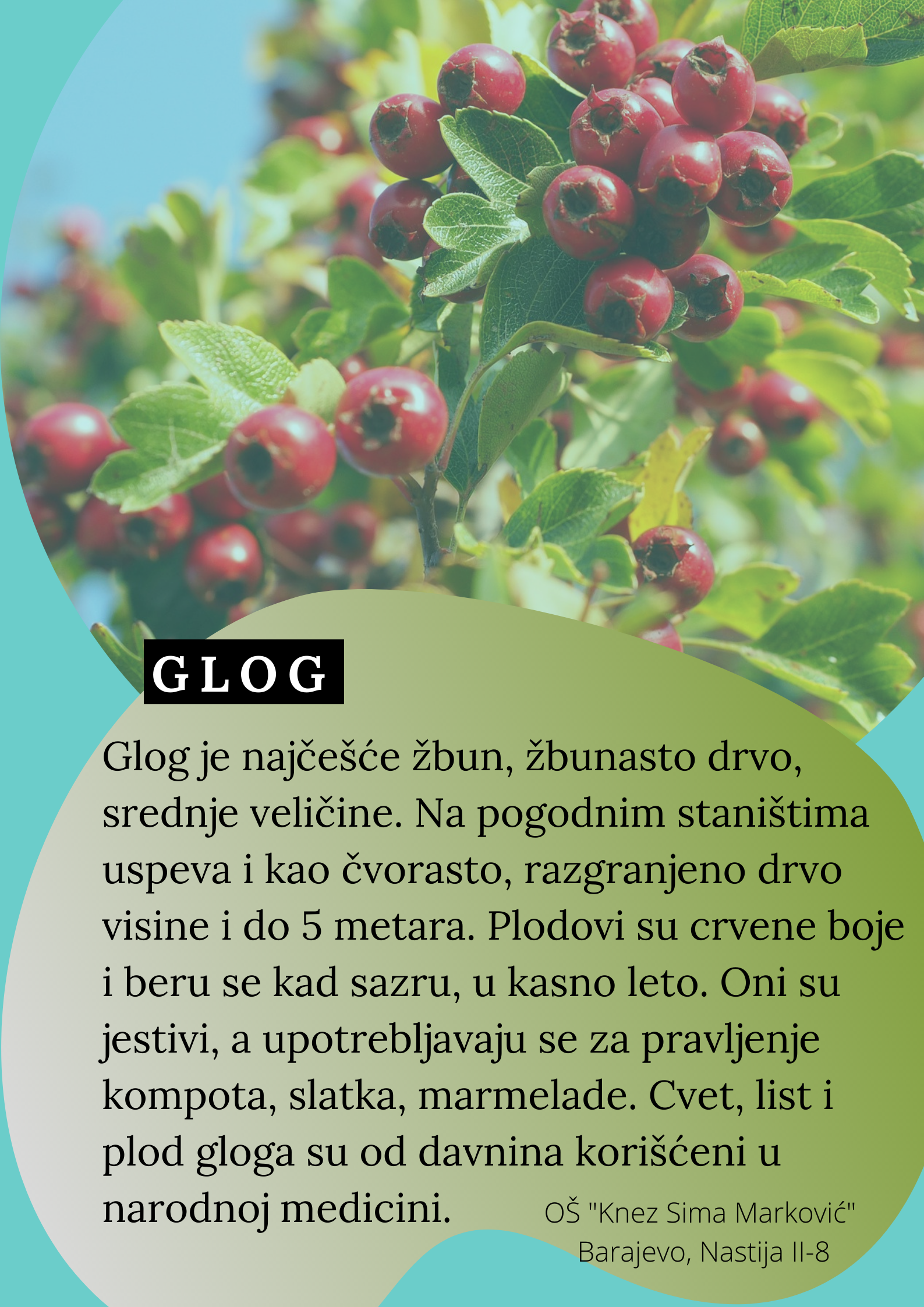 Abeceda biljaka by Biljana Popović - Ourboox.com