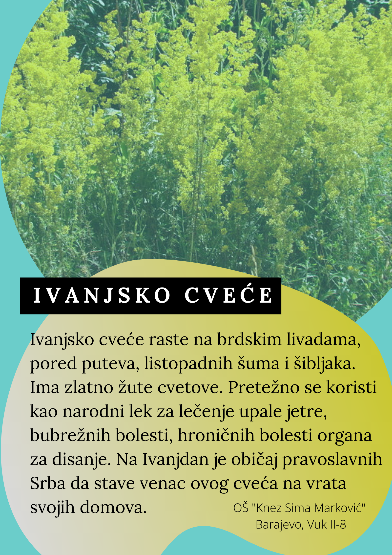 Abeceda biljaka by Biljana Popović - Ourboox.com