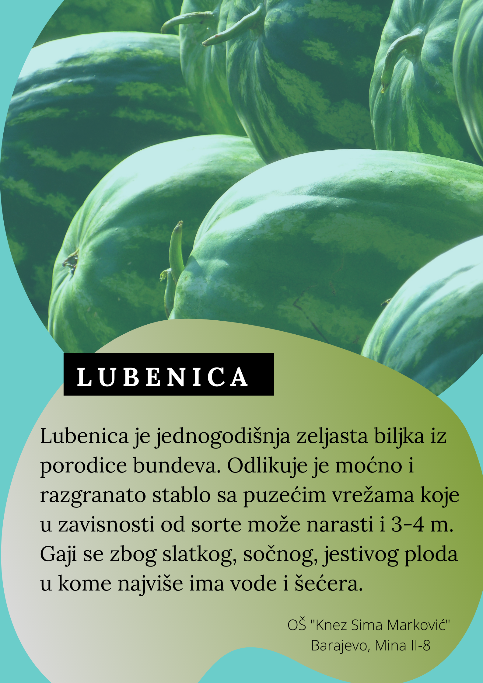 Abeceda biljaka by Biljana Popović - Ourboox.com