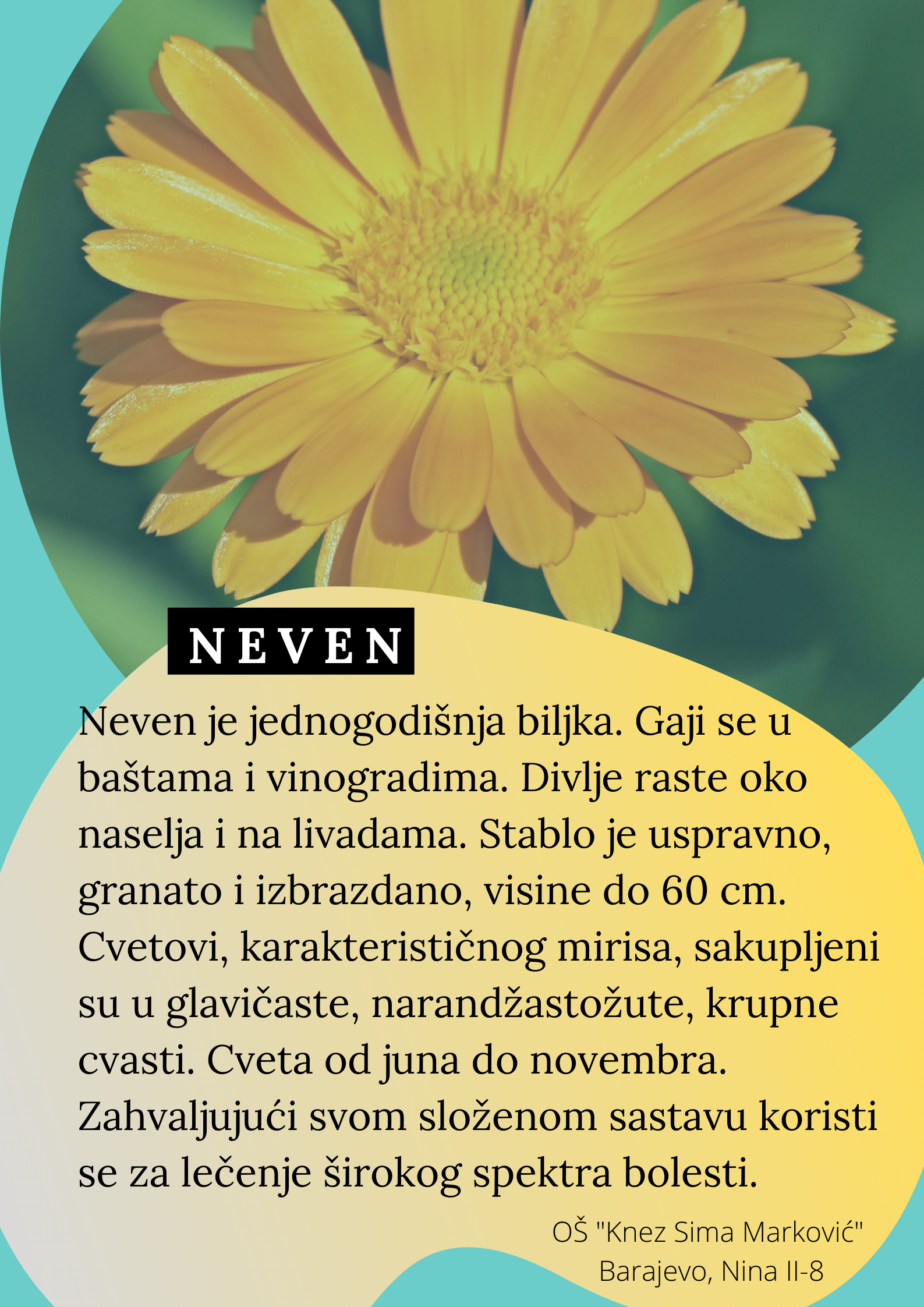 Abeceda biljaka by Biljana Popović - Ourboox.com