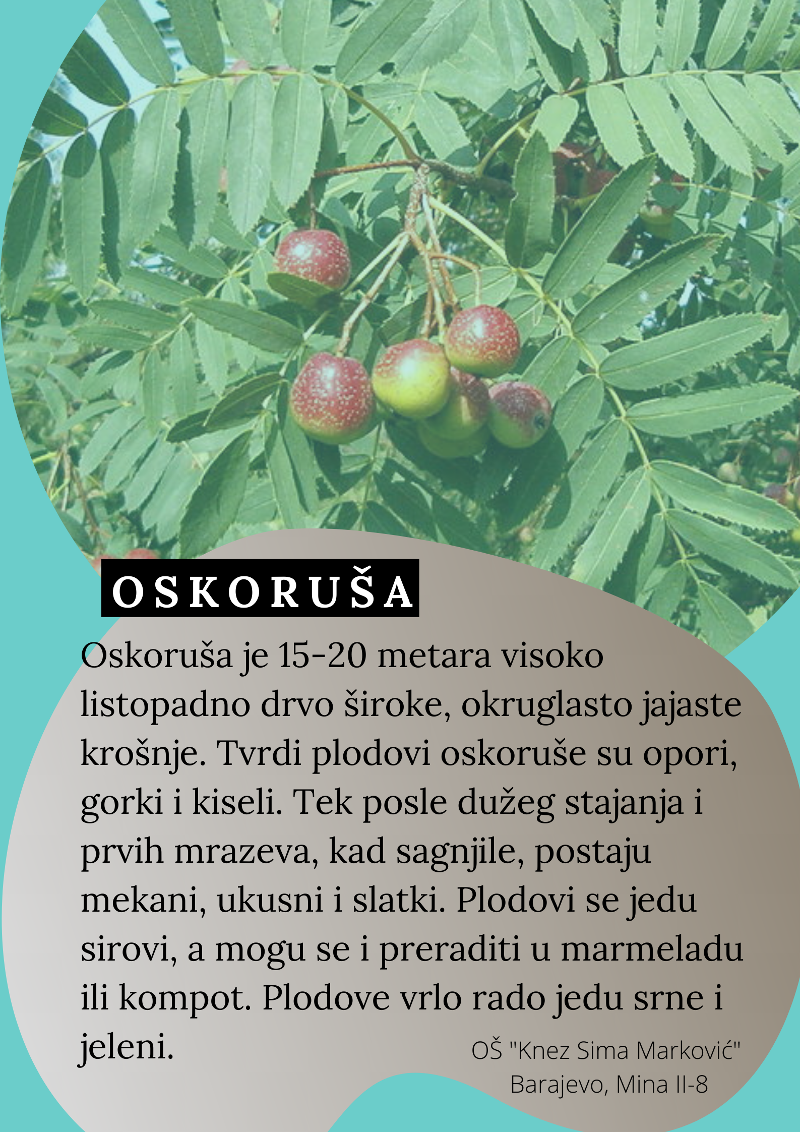 Abeceda biljaka by Biljana Popović - Ourboox.com