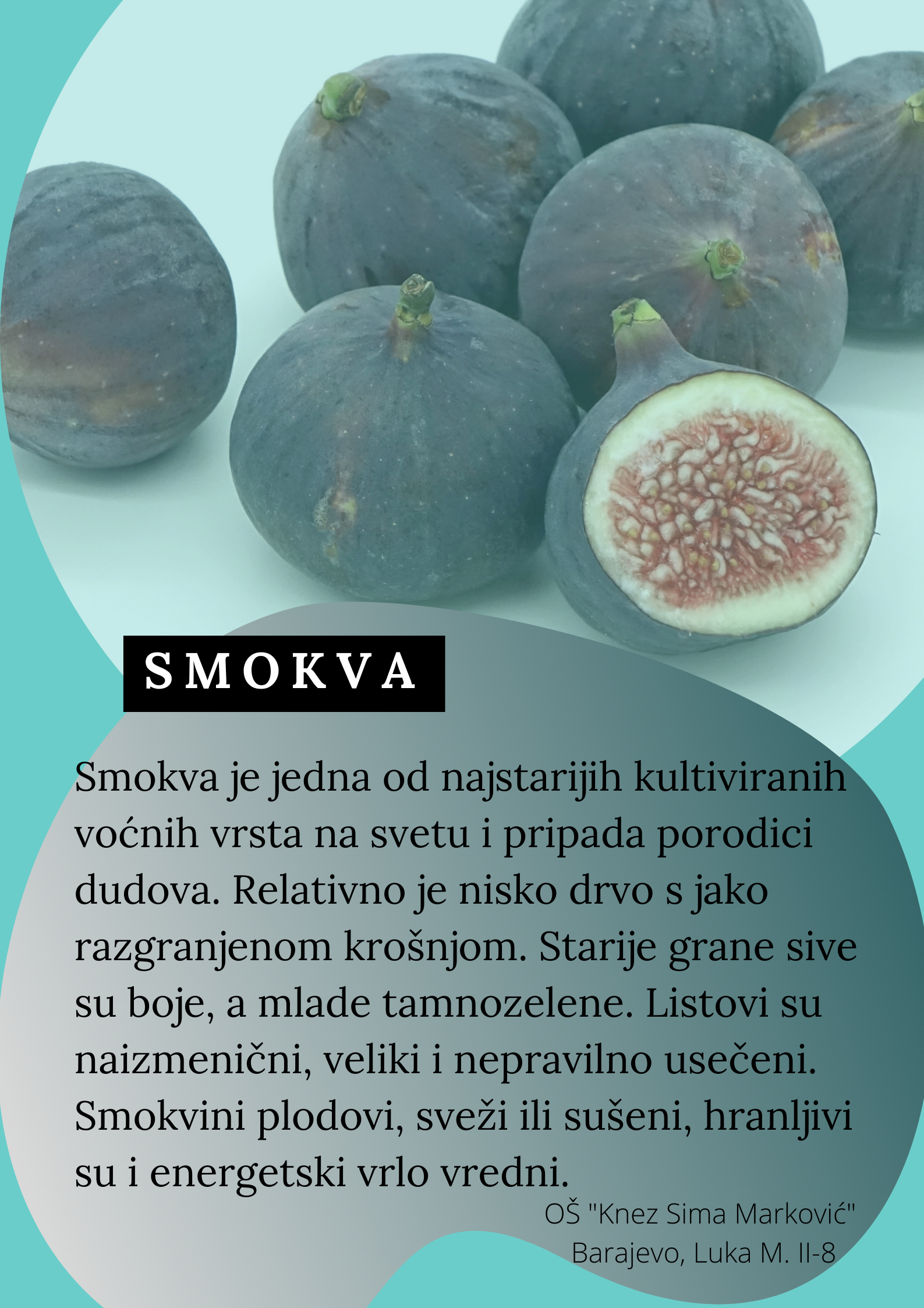 Abeceda biljaka by Biljana Popović - Ourboox.com