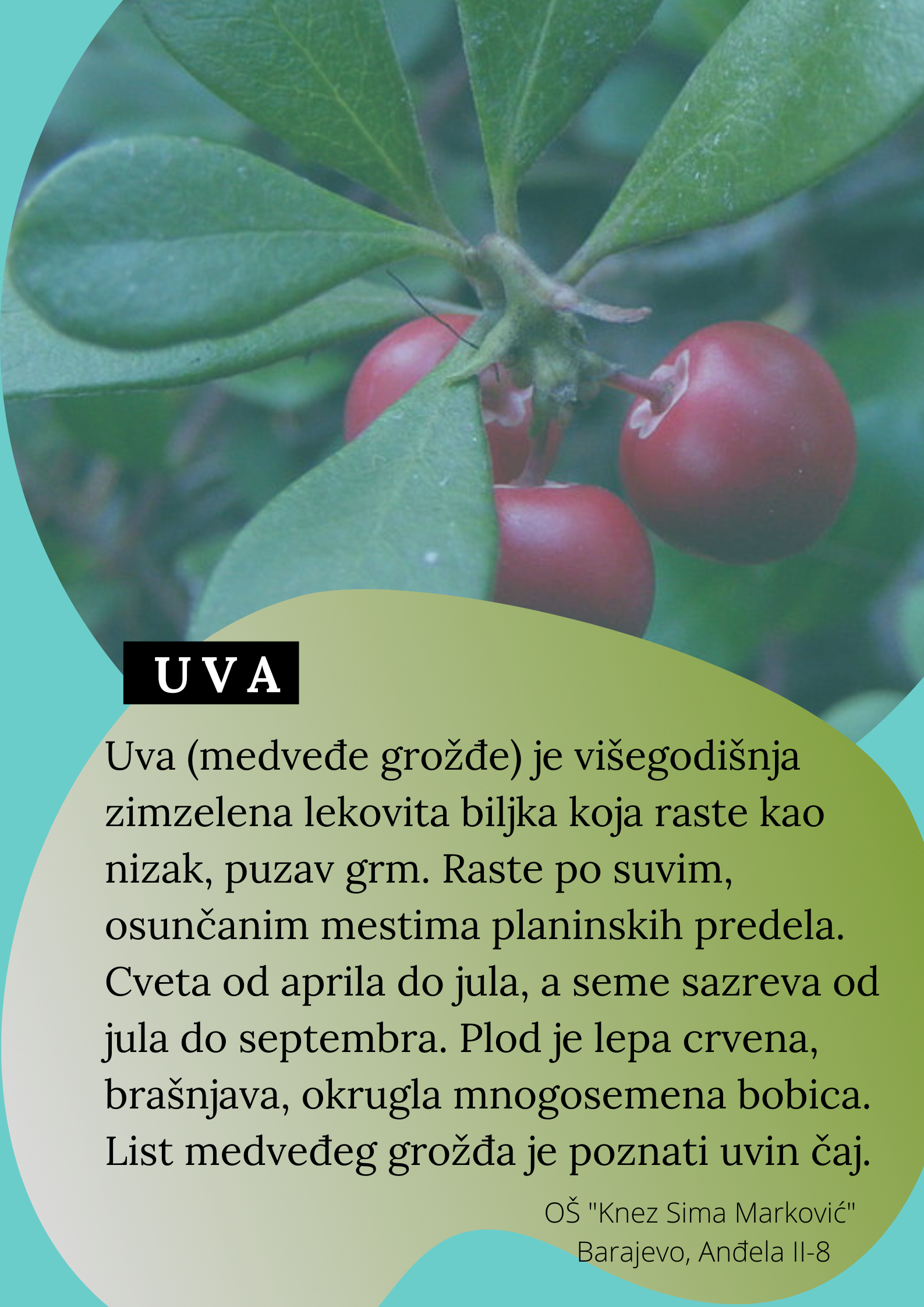 Abeceda biljaka by Biljana Popović - Ourboox.com