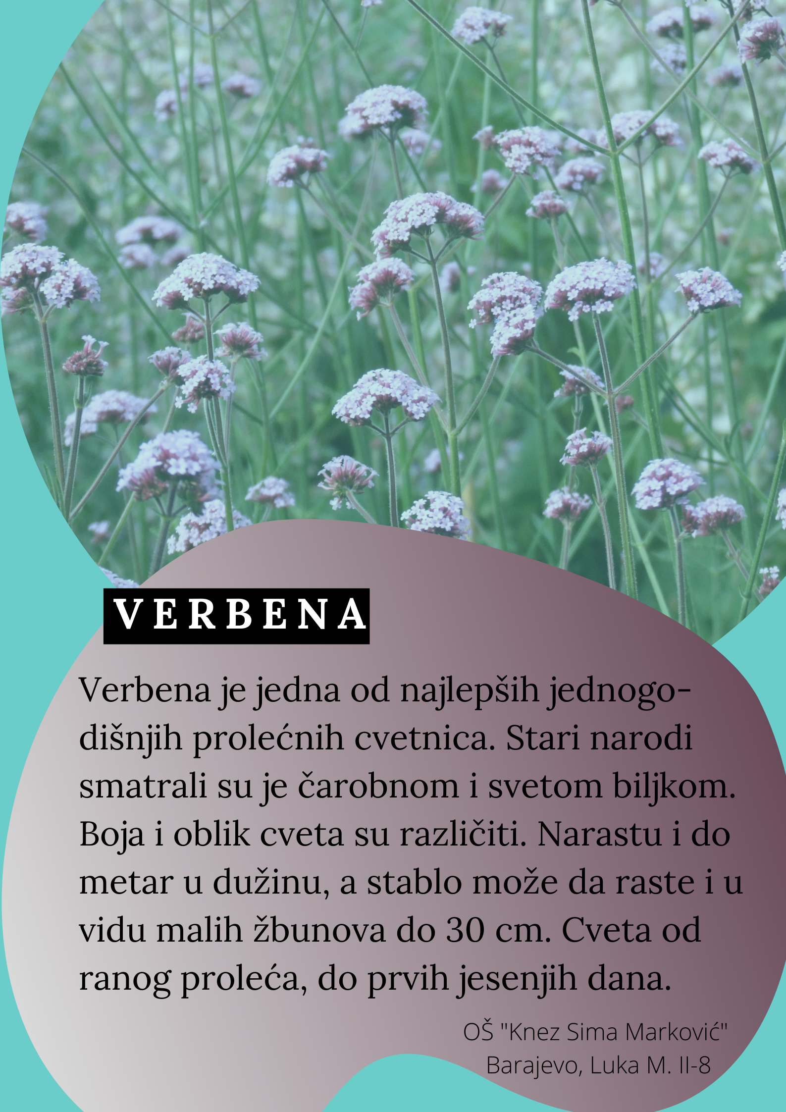 Abeceda biljaka by Biljana Popović - Ourboox.com