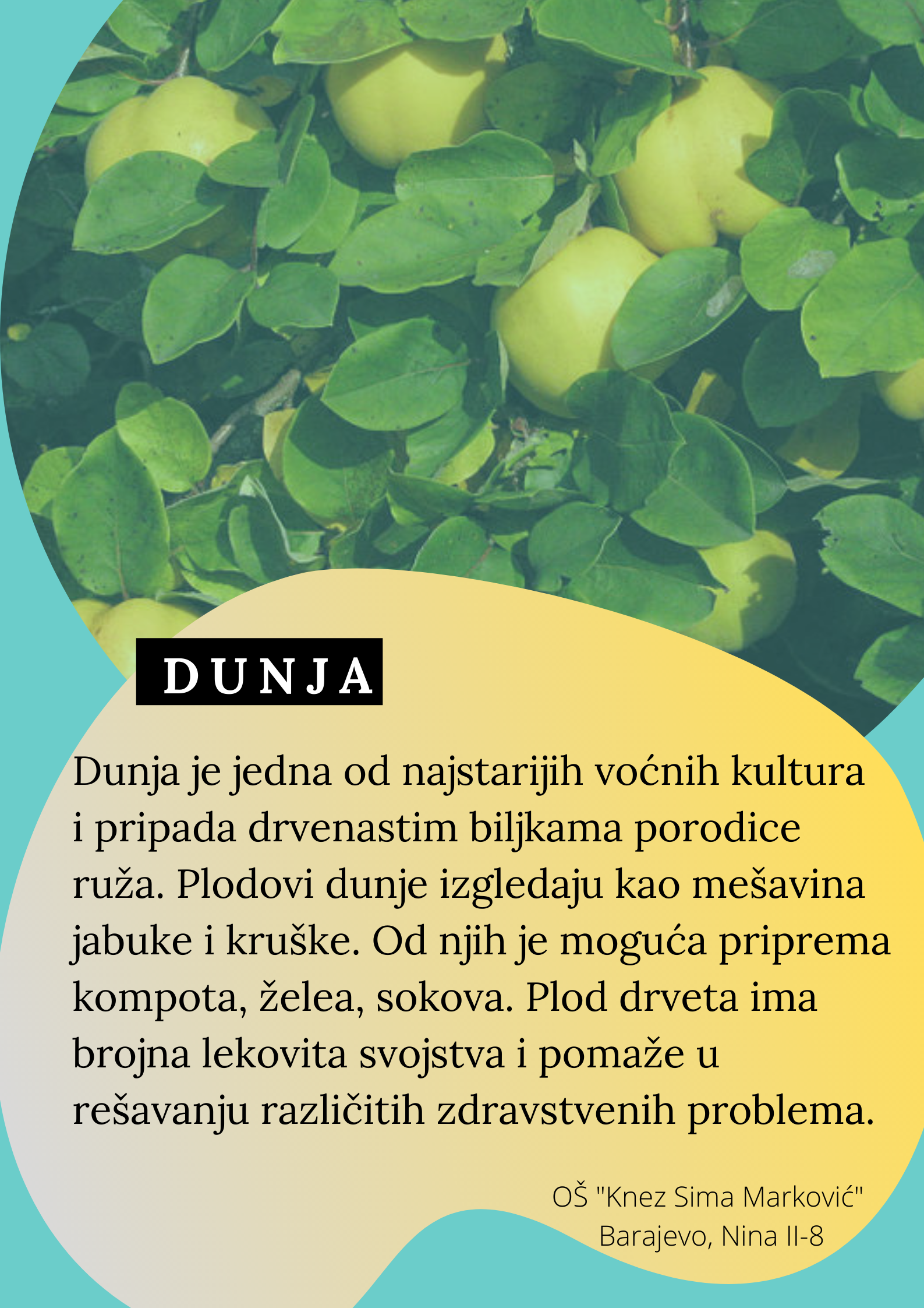 Abeceda biljaka by Biljana Popović - Ourboox.com