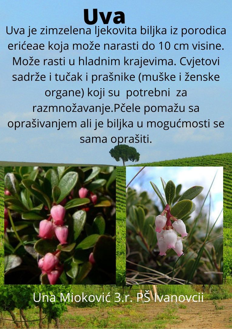 Abeceda biljaka by Biljana Popović - Ourboox.com
