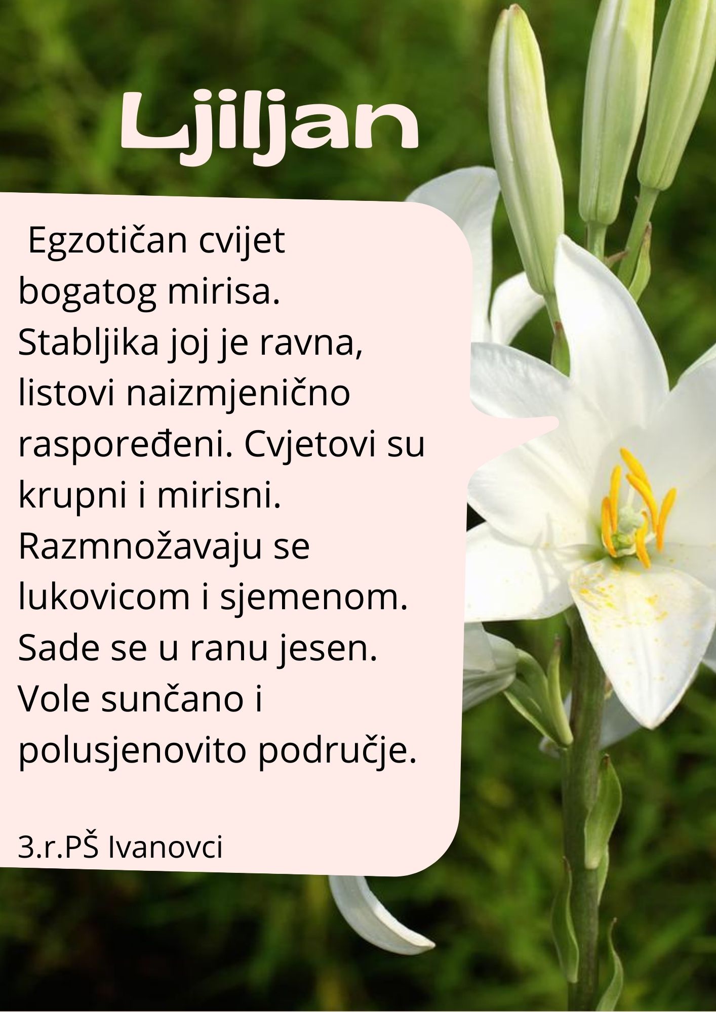 Abeceda biljaka by Biljana Popović - Ourboox.com