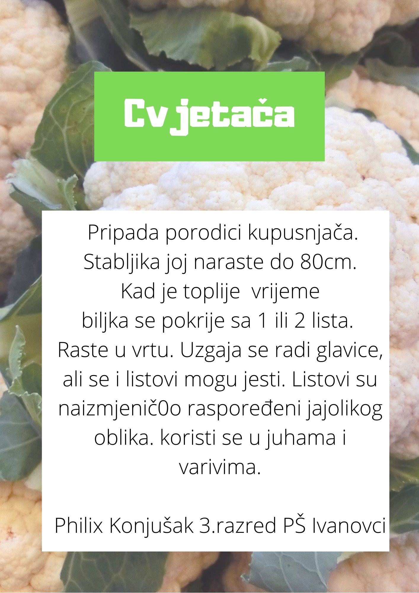 Abeceda biljaka by Biljana Popović - Ourboox.com