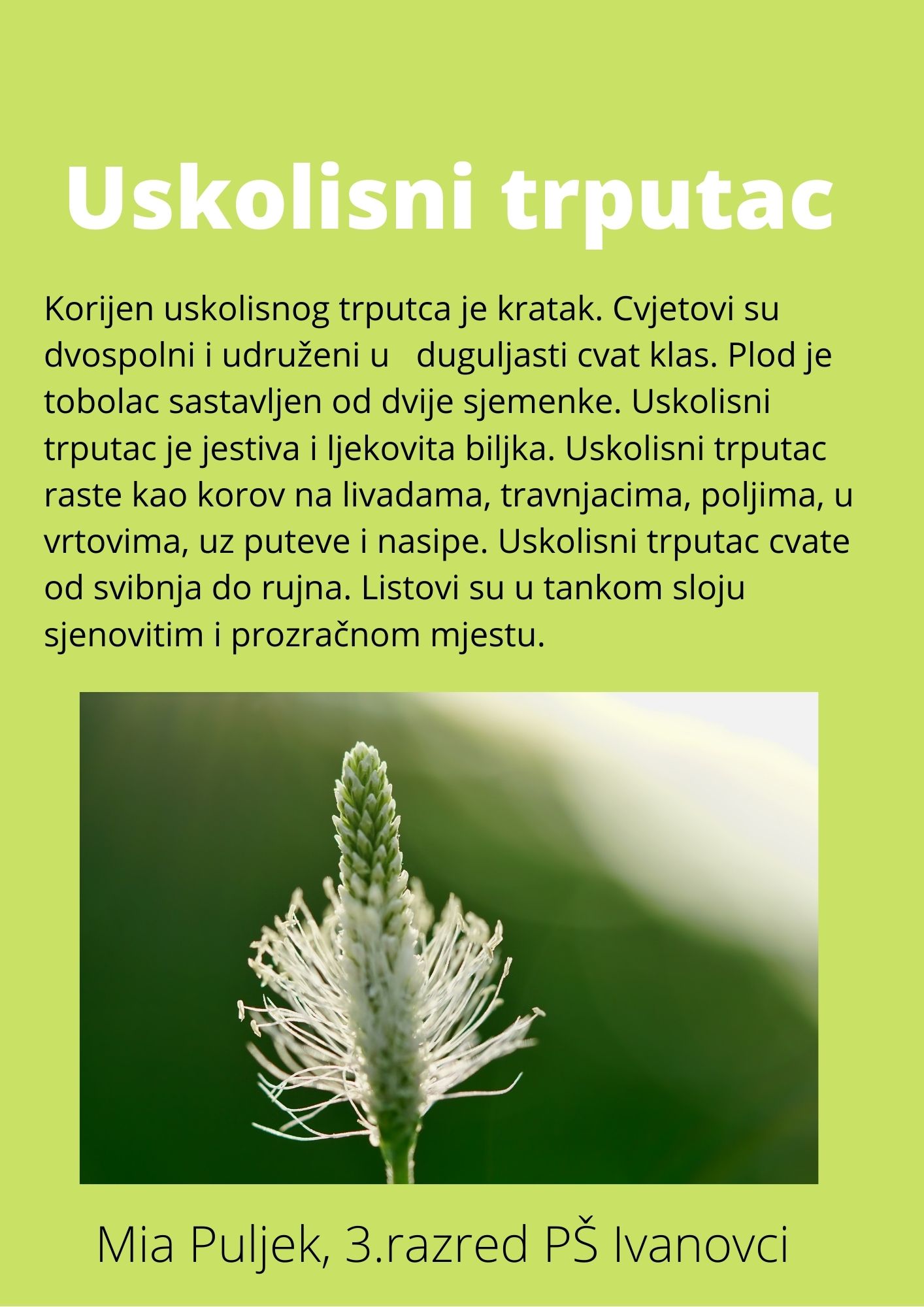 Abeceda biljaka by Biljana Popović - Ourboox.com
