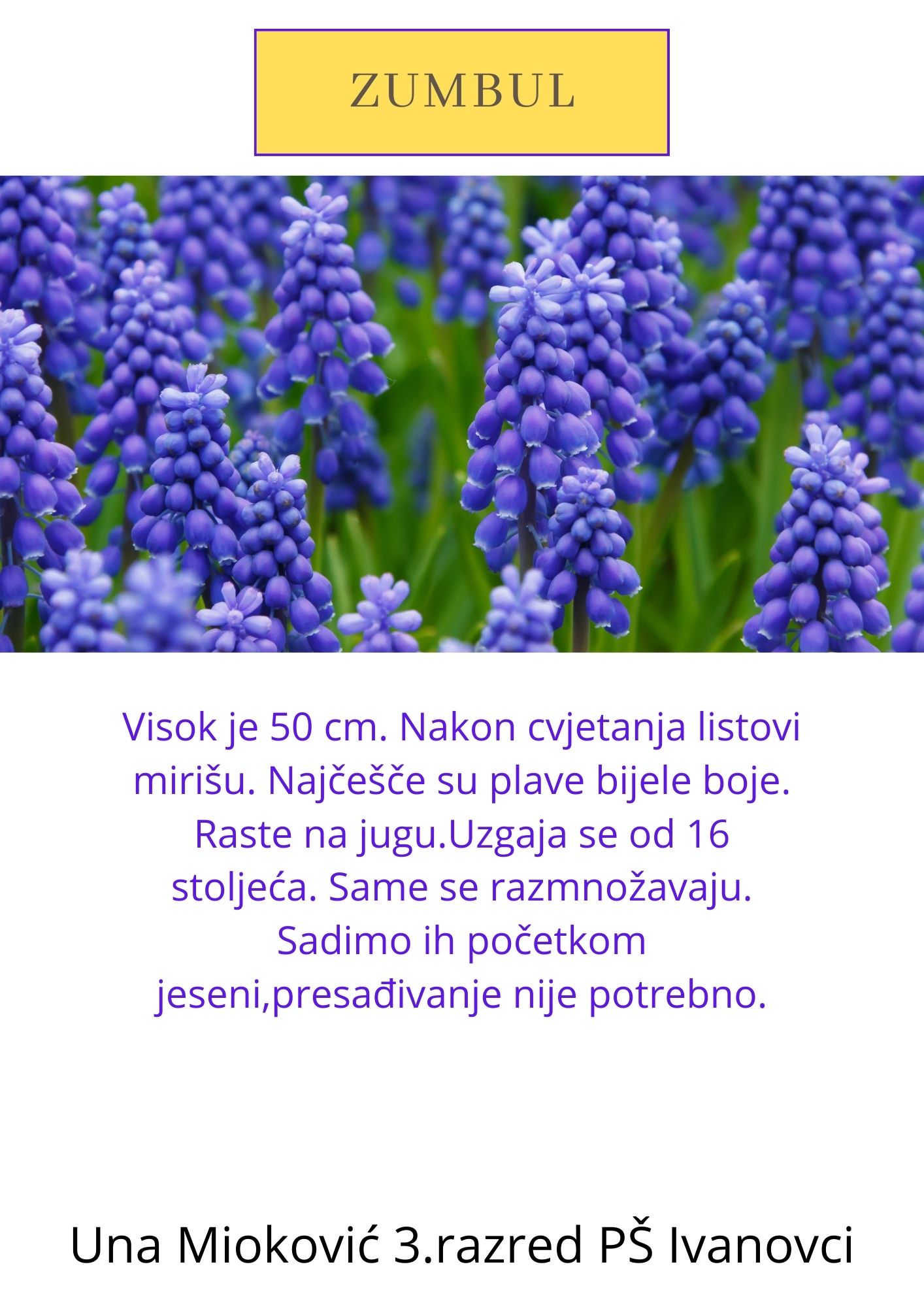 Abeceda biljaka by Biljana Popović - Ourboox.com